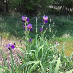 Meet your Posher, Jacquie